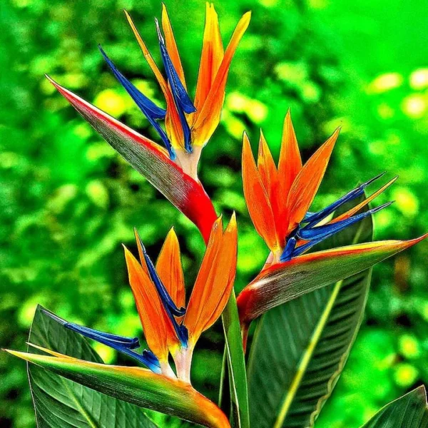 439fc40a8d83a7abff6a7ea0ec34a40c Bird of Paradise