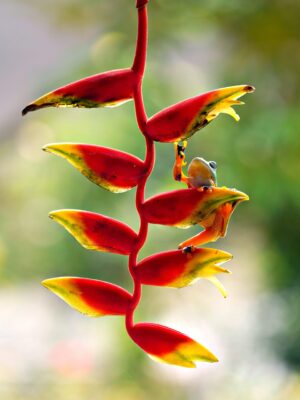 Heliconia